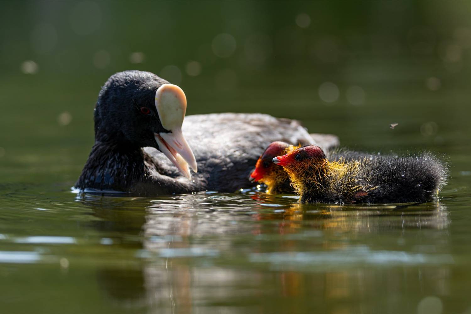 птицы, лысуха, птенец, лысенок, Руслан Pl