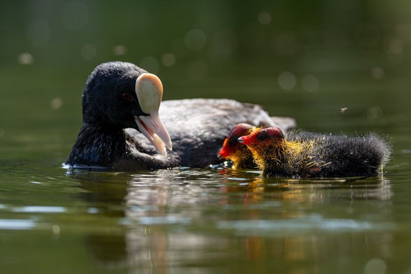 птицы, лысуха, птенец, лысенок  фото превью