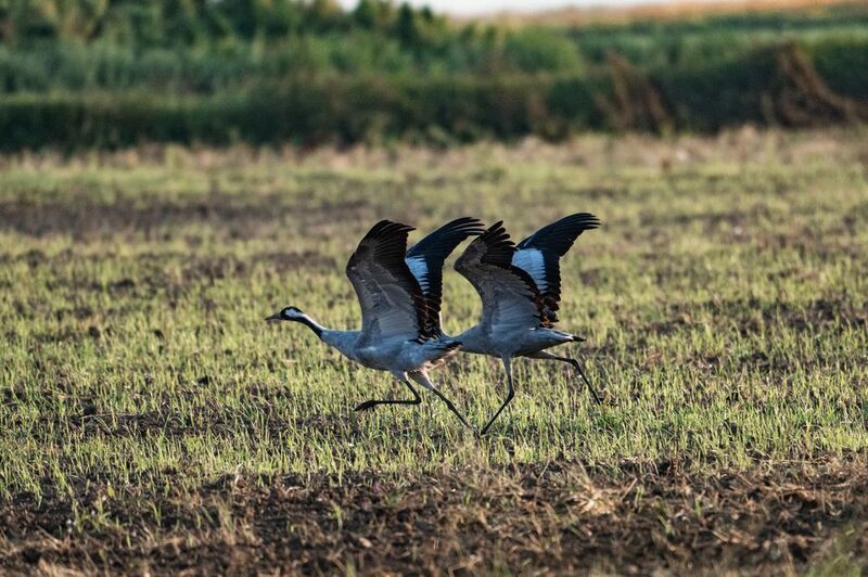 Тандем фото превью