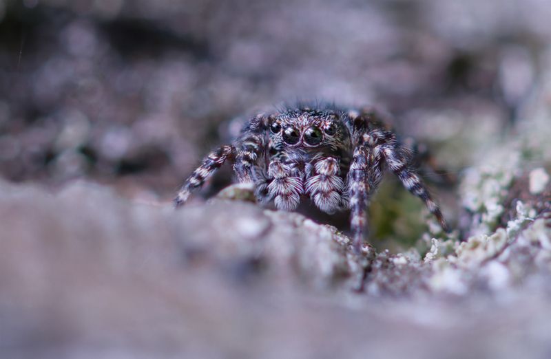 макро, паук, spider, macro Многоглазый камуфляж фото превью