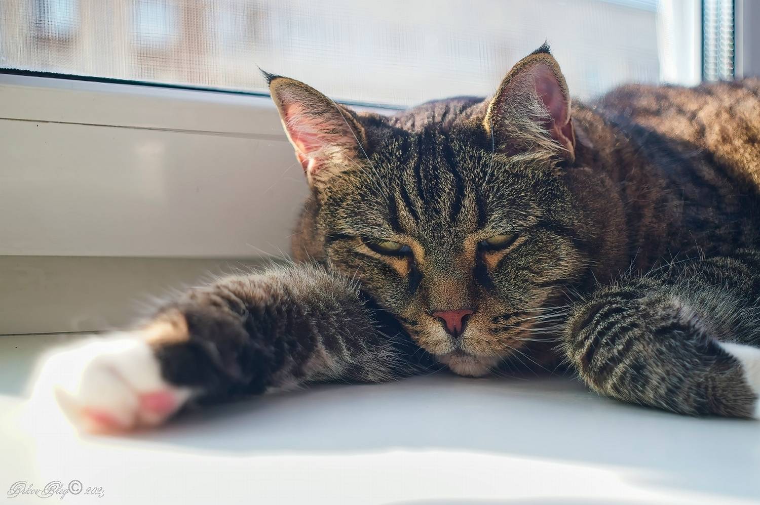 , Орлов Олег