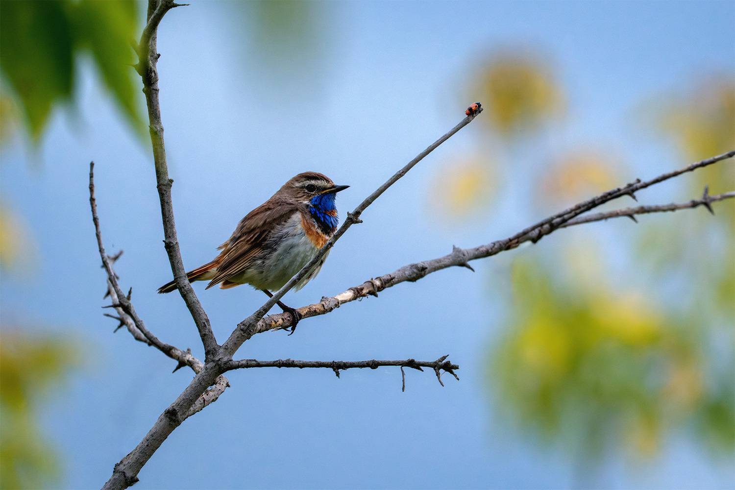, Бодрягин Виталий