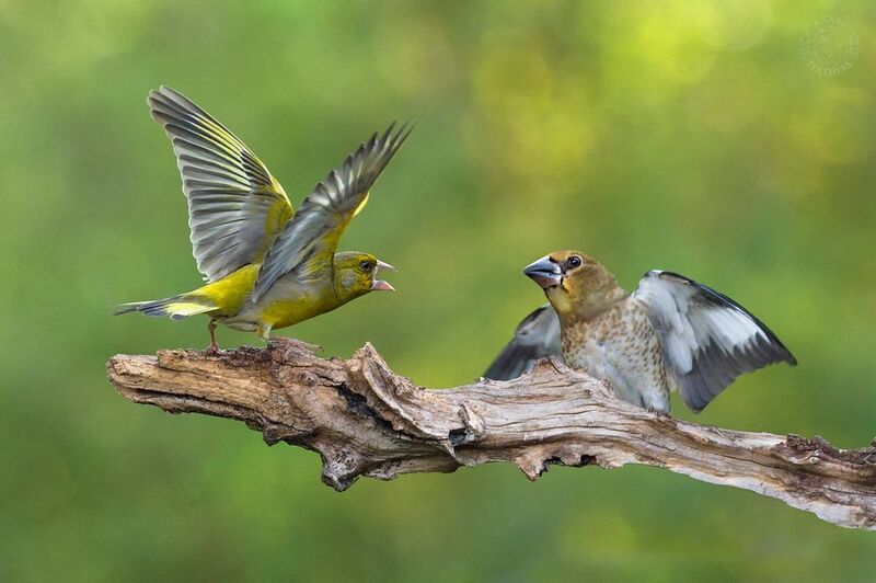 Lens and Feathers фото превью