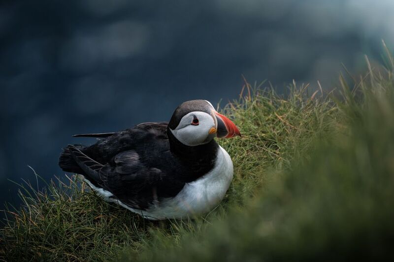 Puffin фото превью