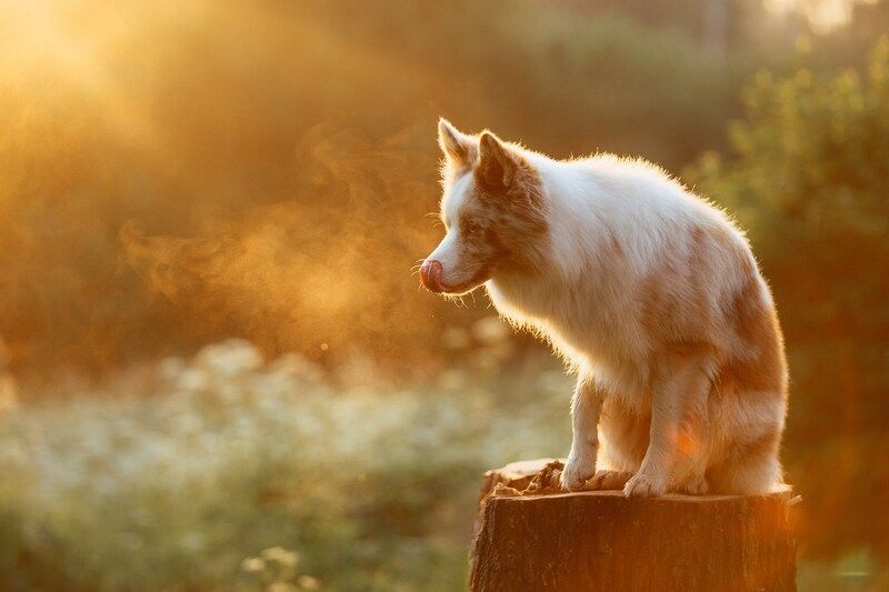 Вижу цель... фото превью