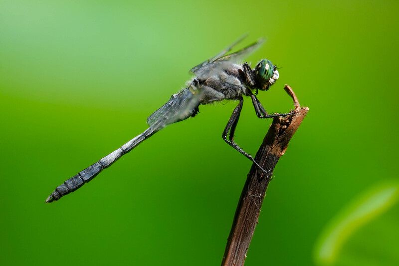 стрекоза, природа, волго-ахтубинсткая пойма Стрекоза лети фото превью