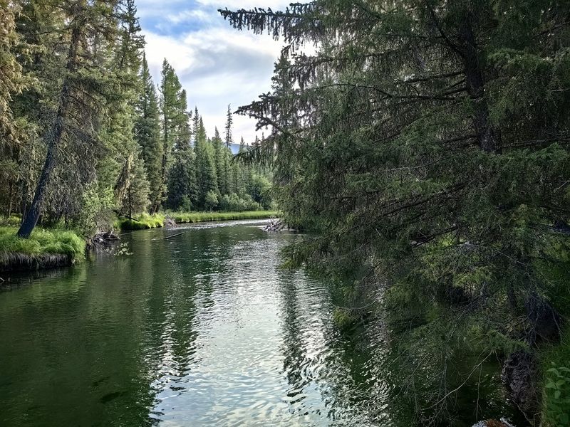 Сказочный лес фото превью