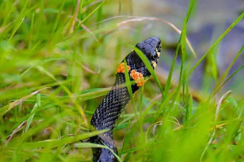 животные, змеи, природа Уж-охотник фото превью