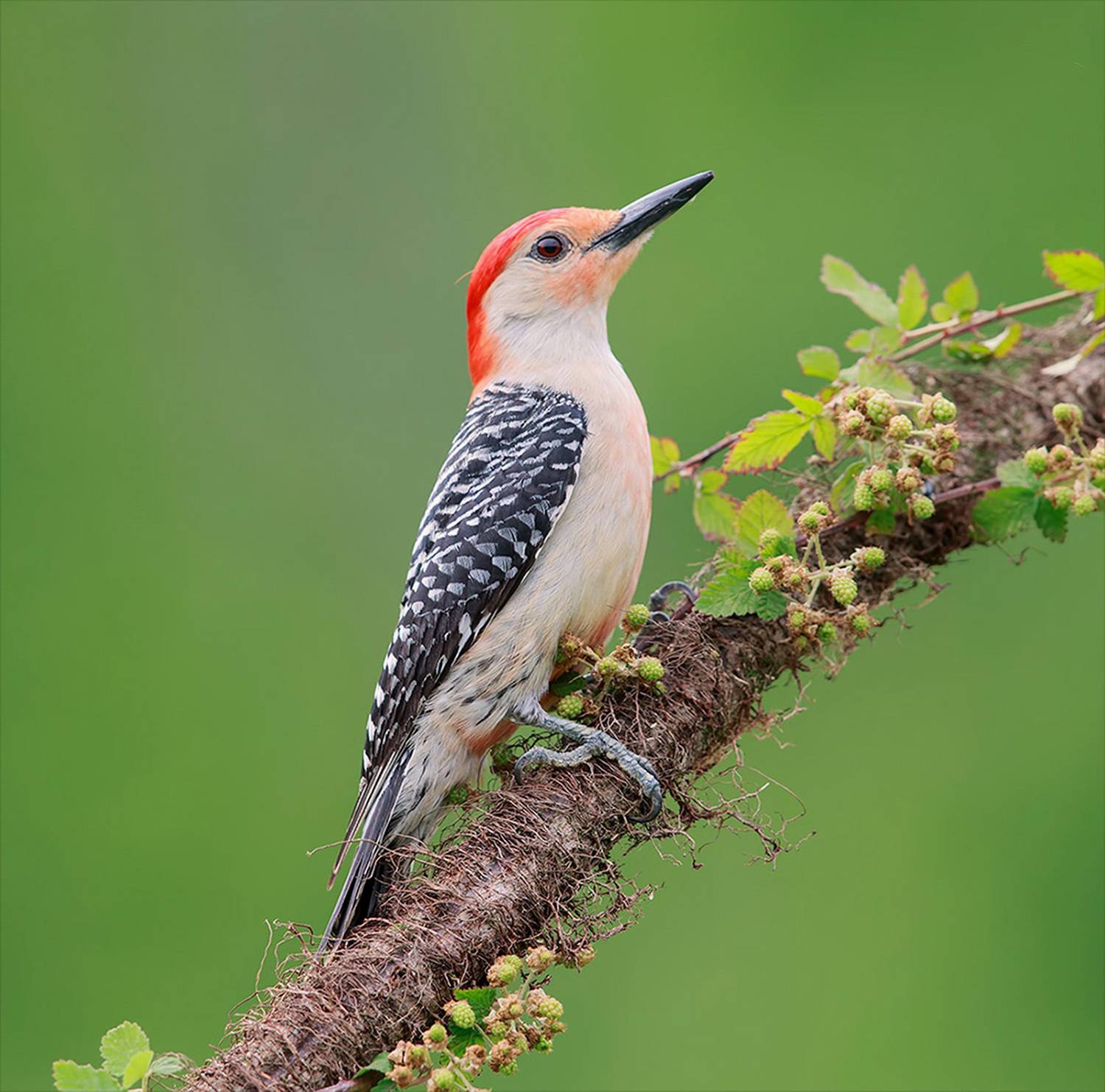 дятел, каролинский меланерпес, red-bellied woodpecker, woodpecker, Etkind Elizabeth