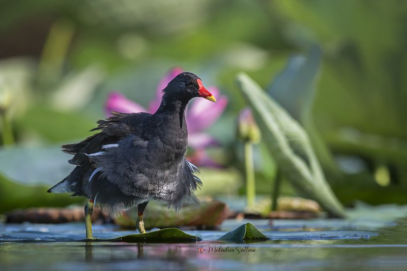 Курочка в юбке. фото превью