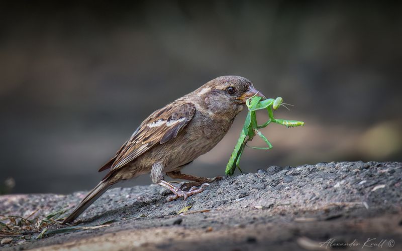воробей, домовый воробей, passer domesticus, богомол, добыча Славная добыча фото превью
