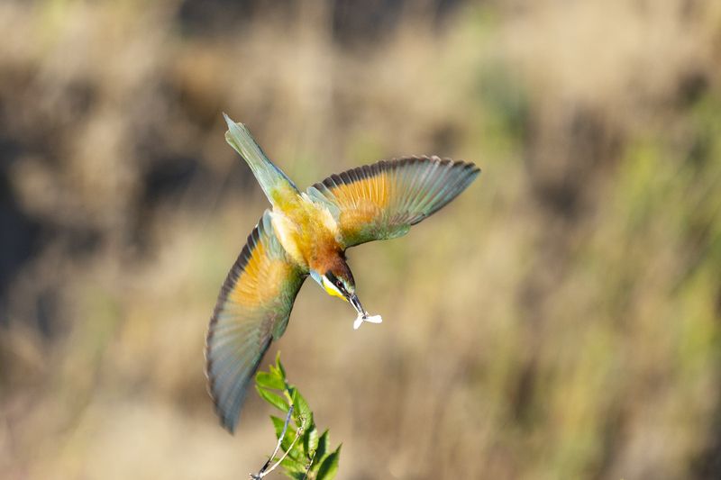 природа *** фото превью