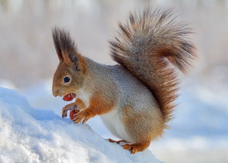Жадная белка. фото превью