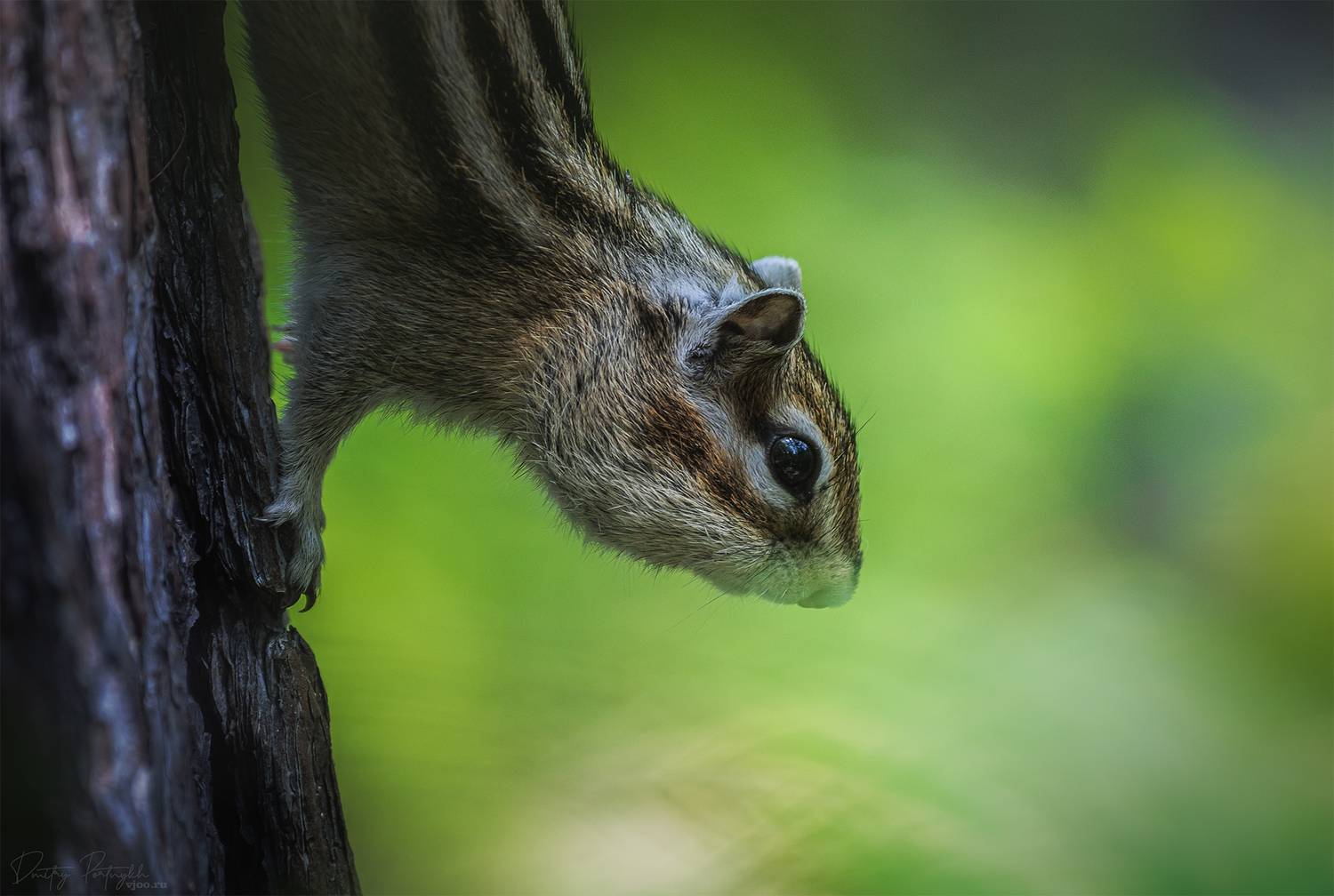 , Портных Дмитрий
