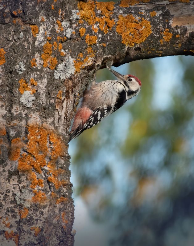 фото превью