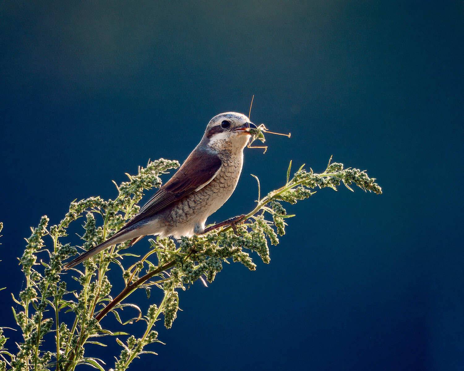птица, Mikhail Khmelevskiy