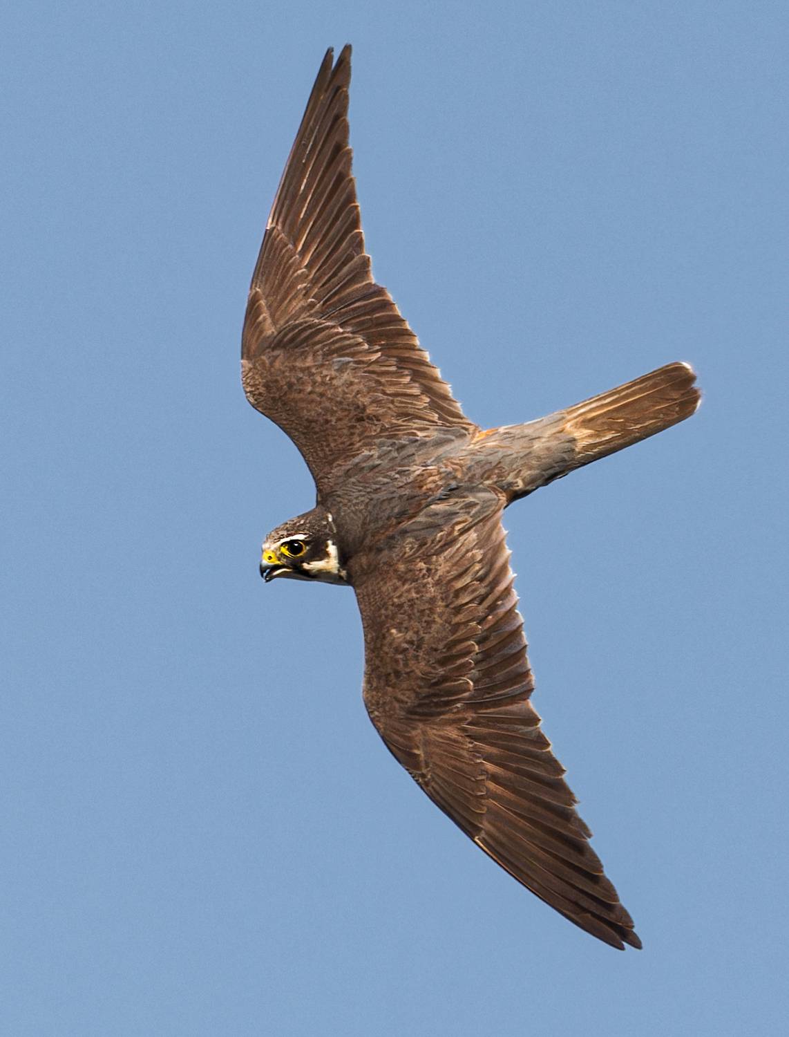 , Фото Александр