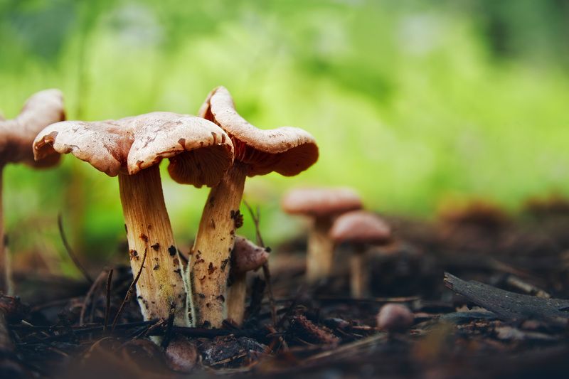 Грибы фото превью