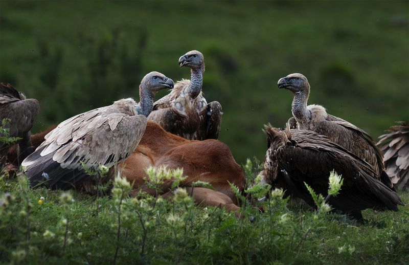 Сипы на обеде фото превью