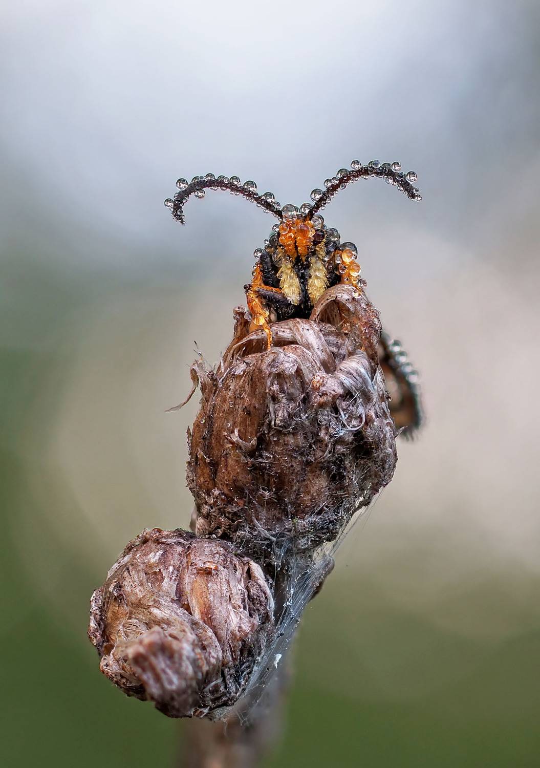 , Чепленко Алексей