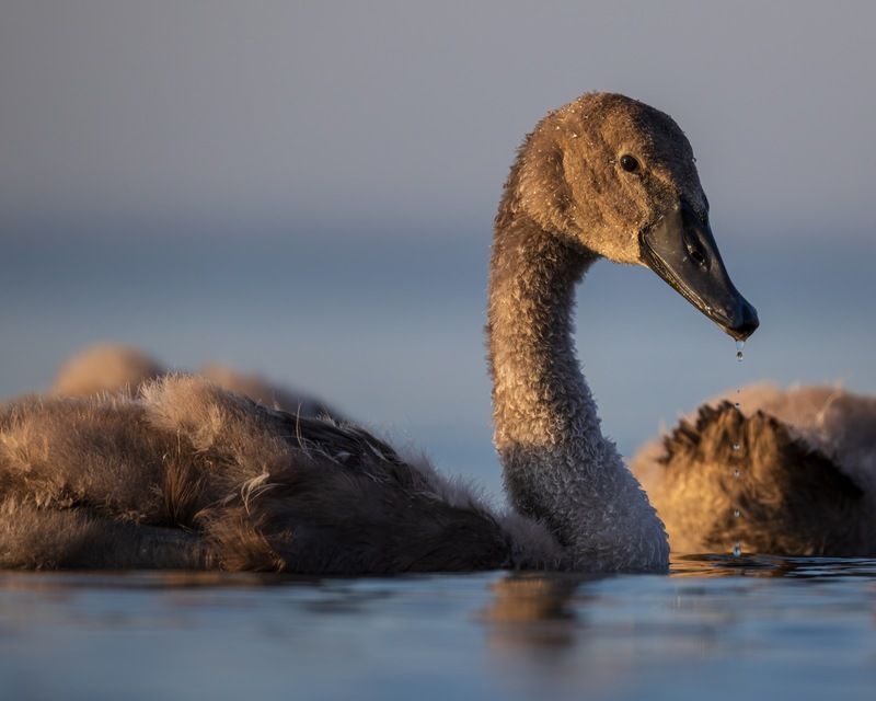 шипун, лебедь, лебедь шипун, лебедь-шипун, финский залив Гадкий утенок фото превью