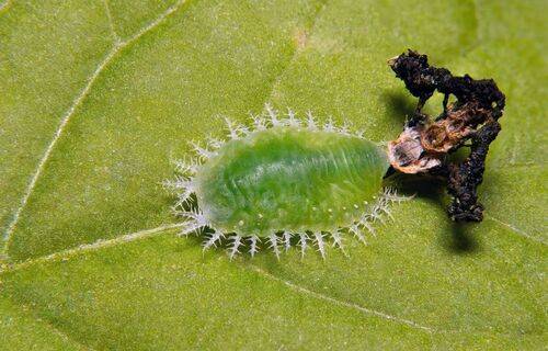 Clavate Tortoise Beetle (larva)