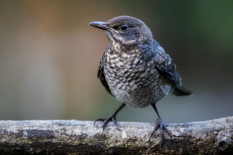 Eurasian blackbird фото превью