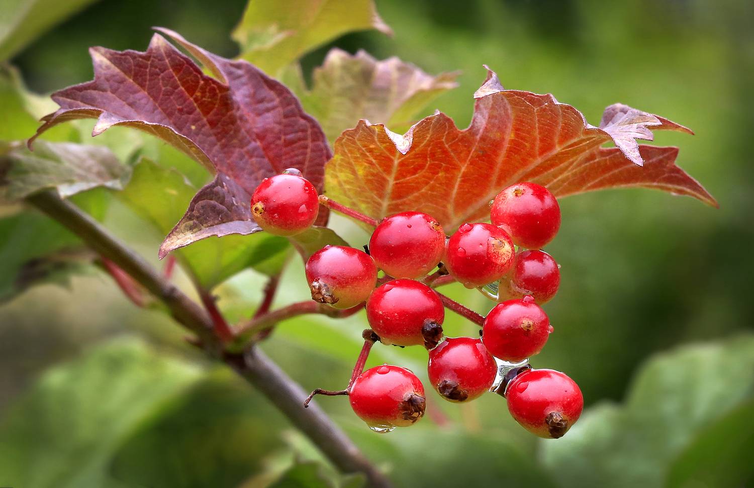 , Ушаков Валерий