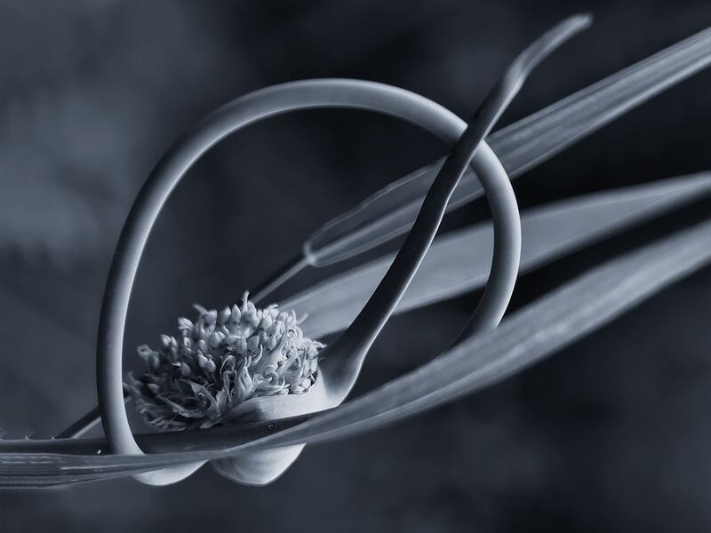 растения лук стрелки цветки минимализм черно-белое Космос на соседней грядке фото превью