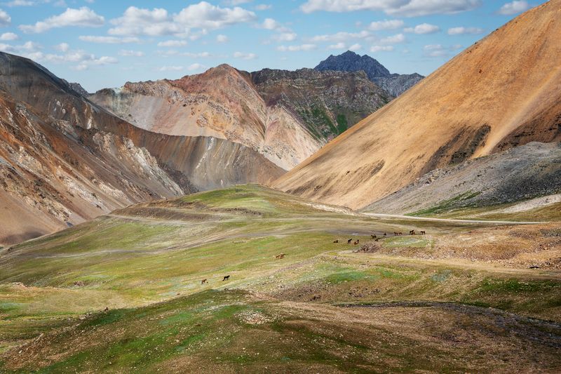 кыргызстан, горы тянь-шань, ущелье барскаун, дорога на золотодобывающий комбинат кумтор, пастбище, кони Цветной Тянь-Шань фото превью