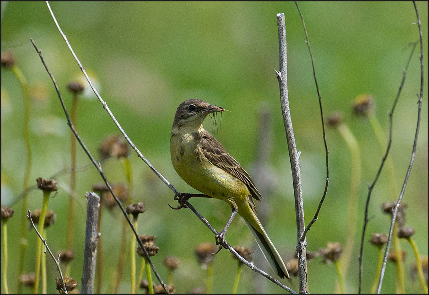 москва, июль, парк, жёлтая трясогузка птица, АНАТОЛИЙ ДОВЫДЕНКО