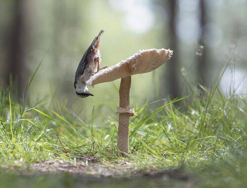 Картинка из леса