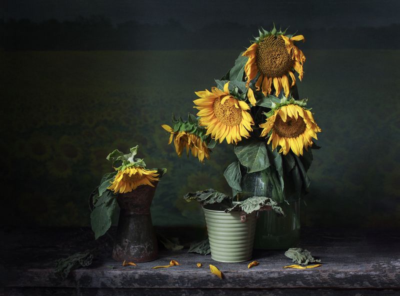 Разлад в благородном семействе подсолнухов. фото превью