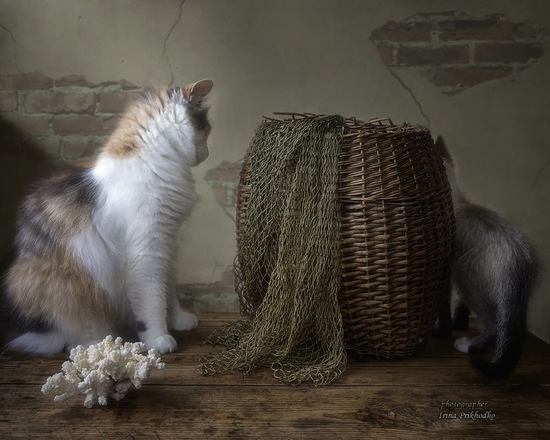 кошки, котята, питомцы, натюркот Игра в прятки фото превью