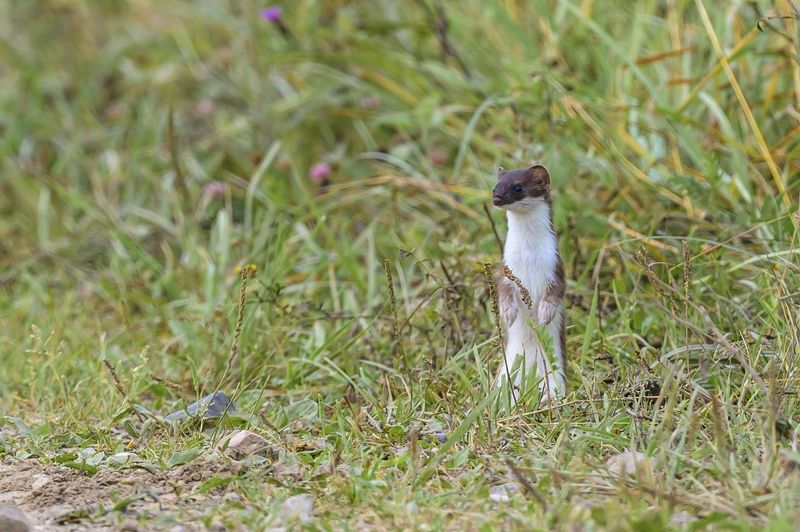 Разбойник, балагур и весельчак фото превью