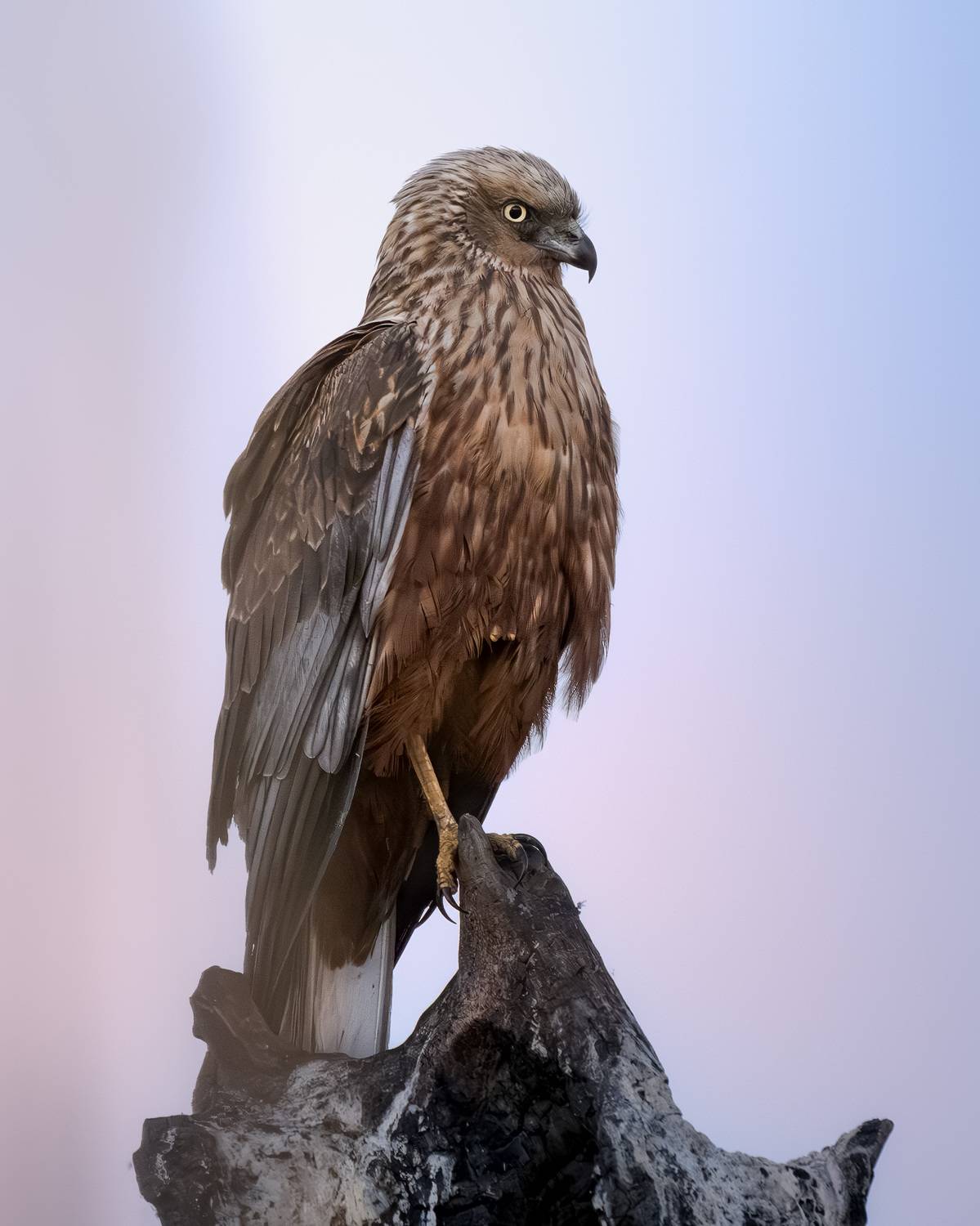 птицы, природа, лунь, birdwatching, birds, Михаил Ездаков