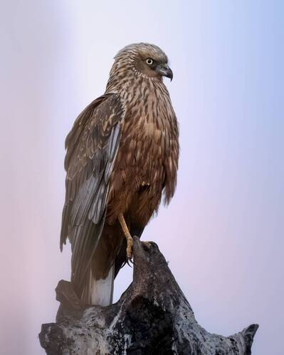 Болотный лунь