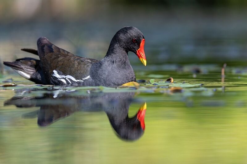 камышница, пруд, птицы Камышница фото превью