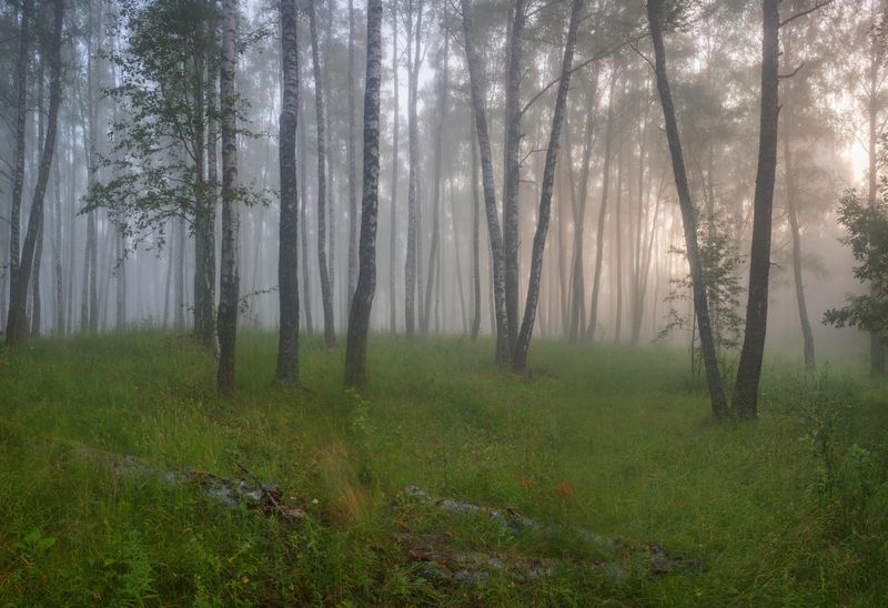 лес, утро, лето  фото превью