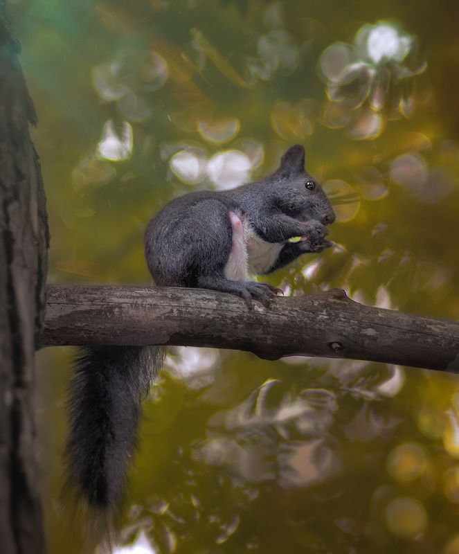*** фото превью