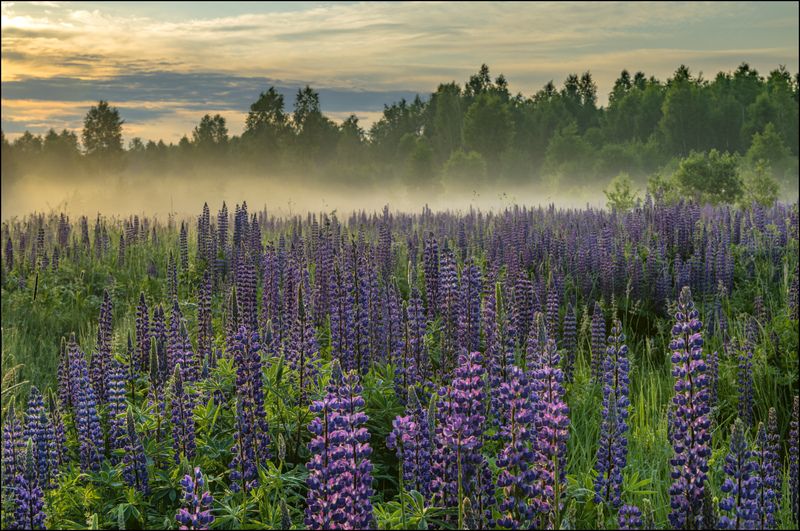 Время люпинов фото превью