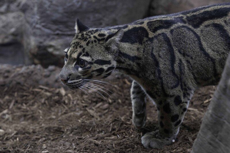 Clouded leopard фото превью