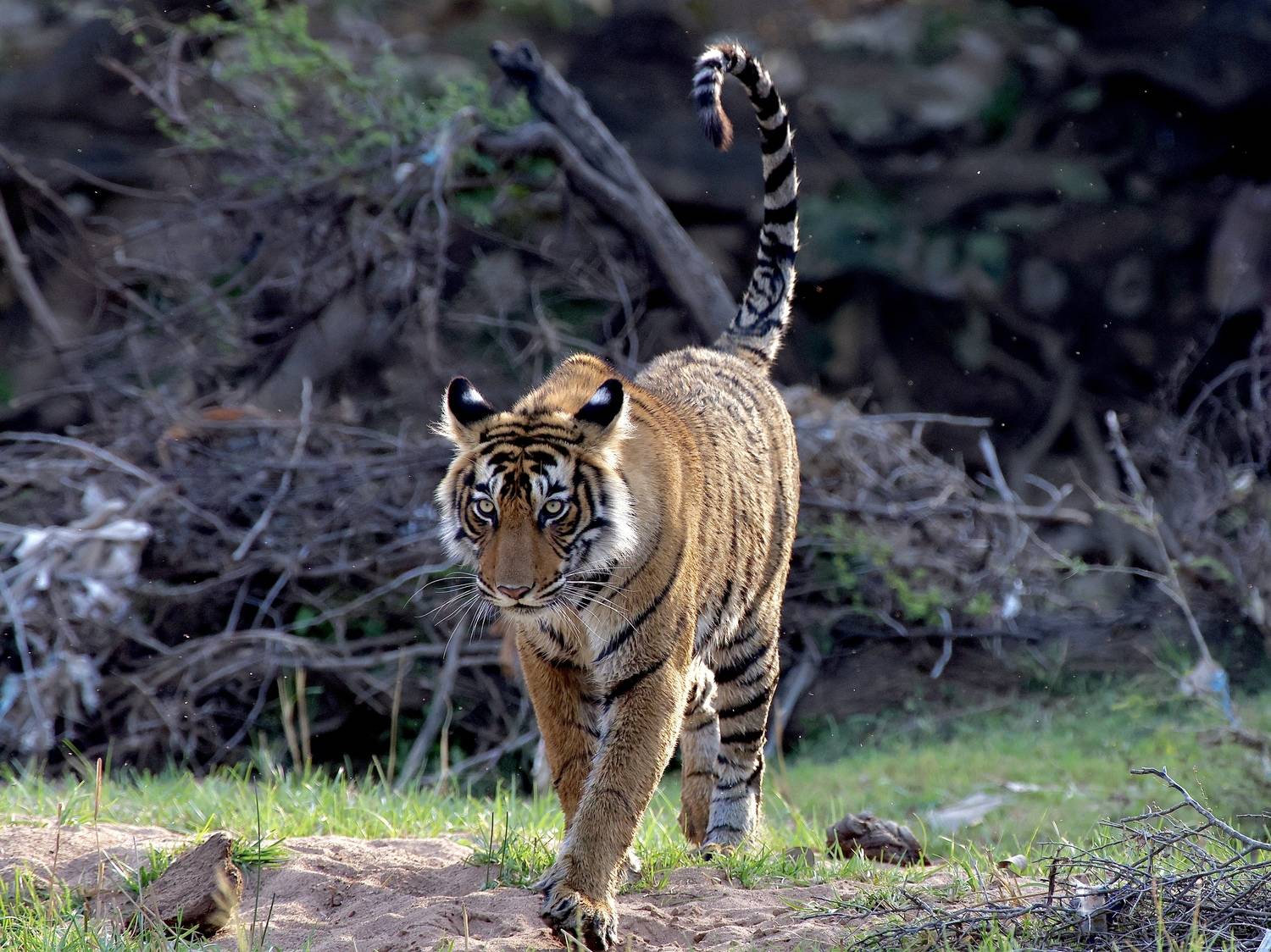 , Голубков Леонид