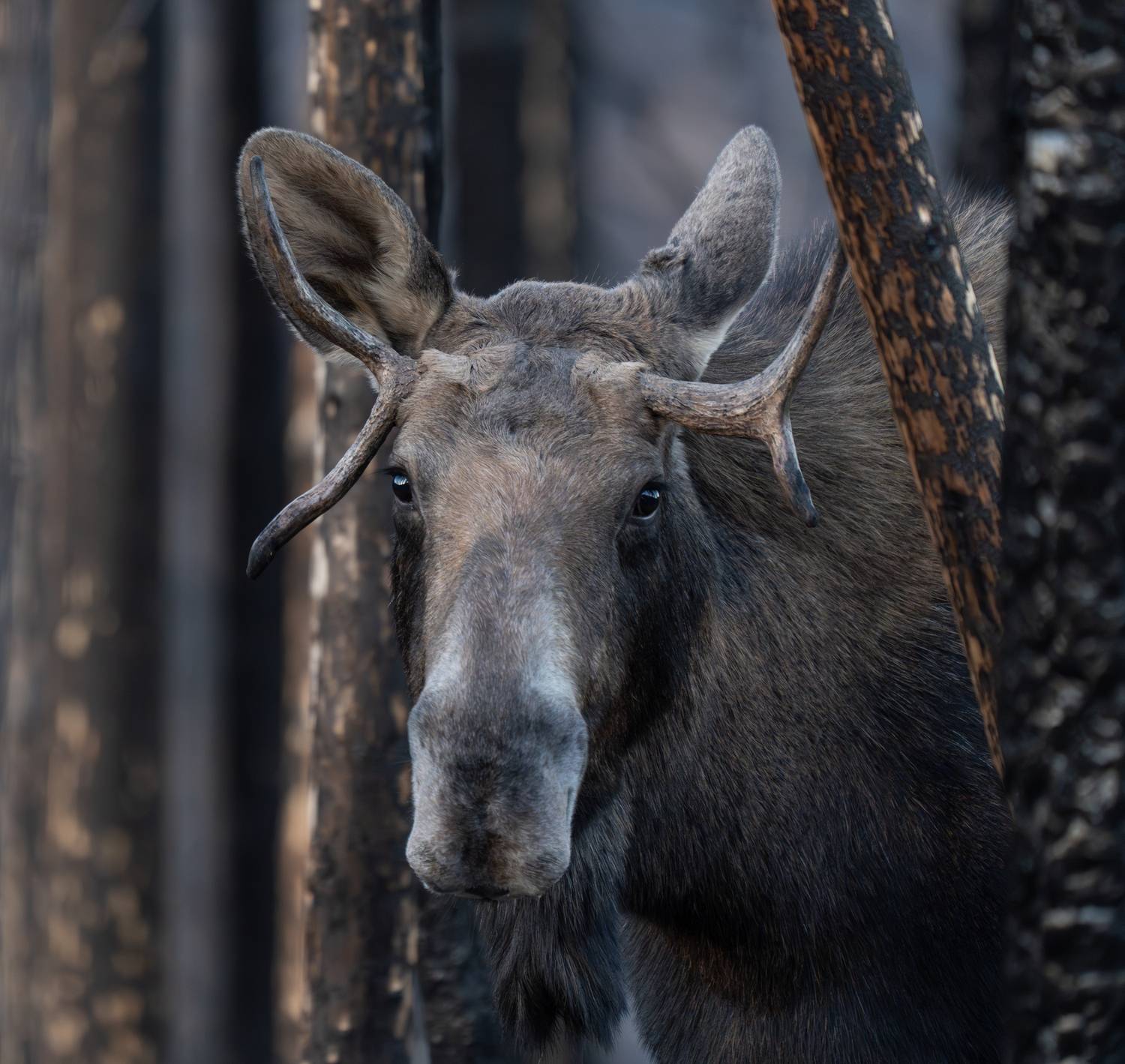 , Владимир Цветов