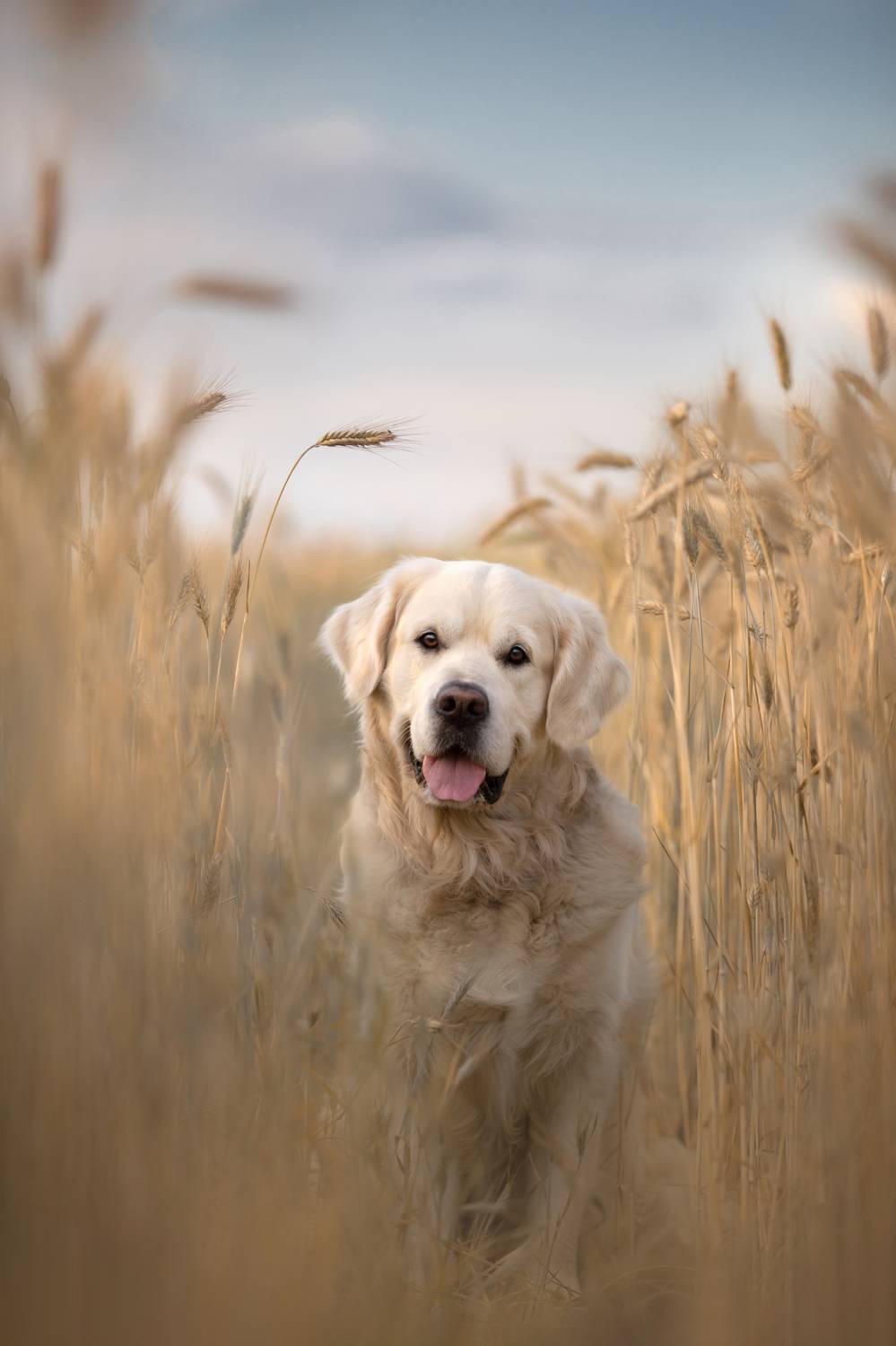 ретривер поле пшеница лето июль, Евгения Костусева