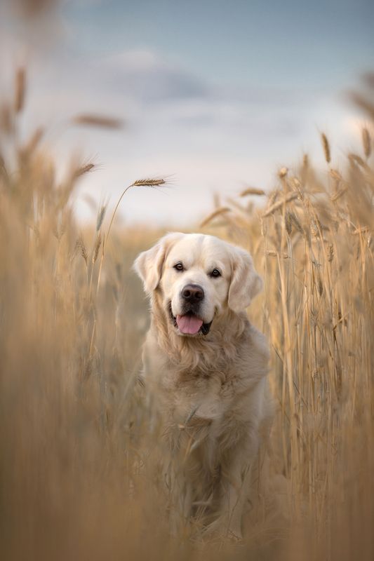 ретривер поле пшеница лето июль  фото превью