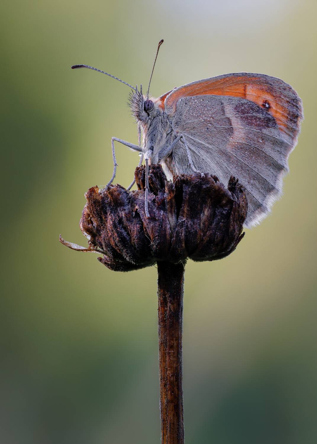, Кузнецов Дмитрий