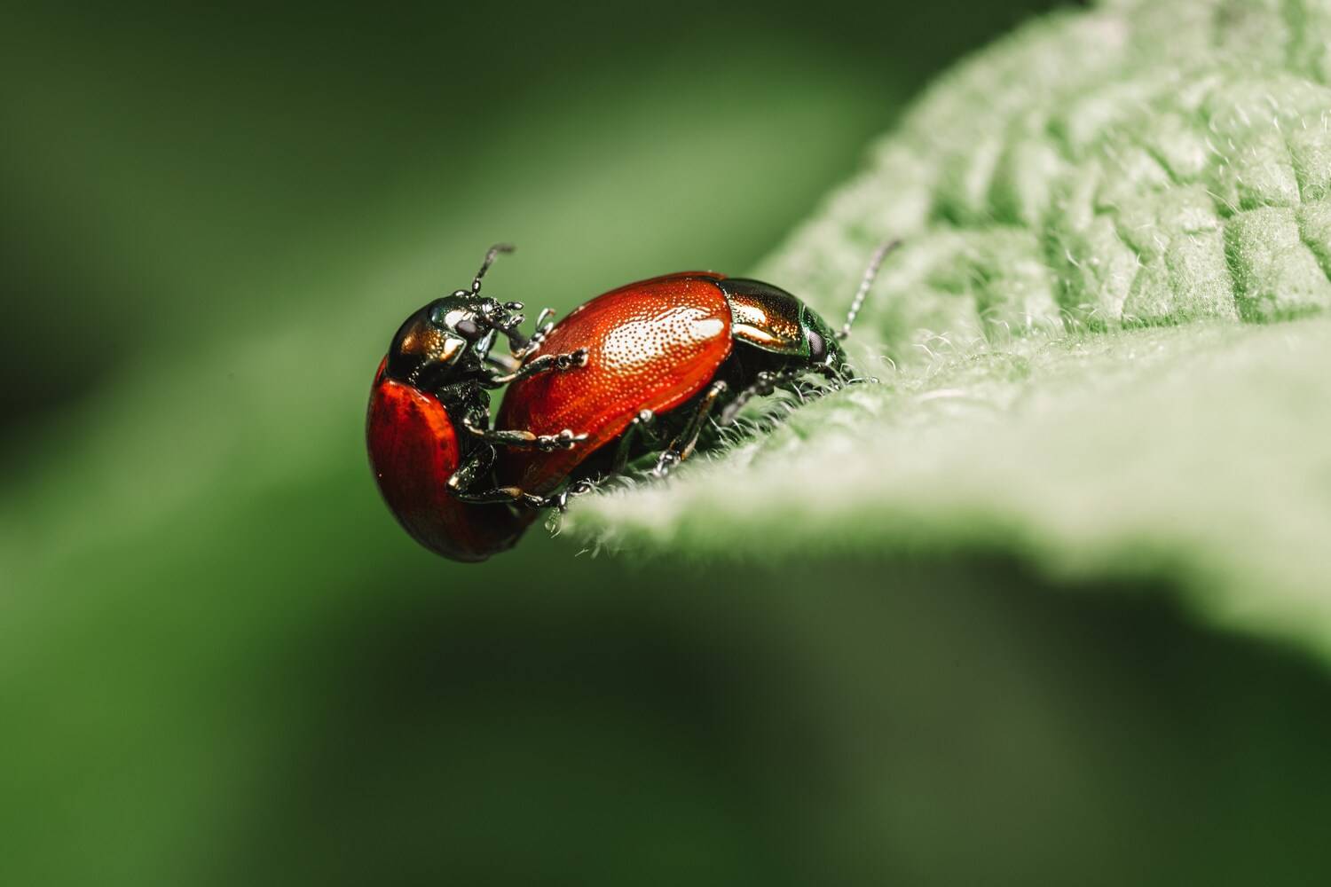 , Сергей Белокуров