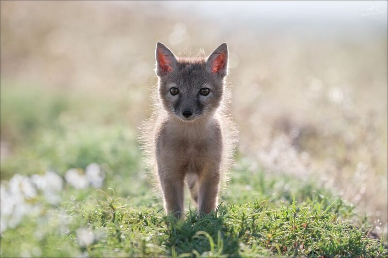 корсак, лиса, степная лиса, взрослый корсак, маныч,заповедник черные земли, корсачок, фото корсака, молодой корсак, степная лисица, vulpes corsac, калмыкия, черные земли,  корсачонок, корсачата, калмыцкий корсак, корсаки, vulpes corsac kalmykorum, \