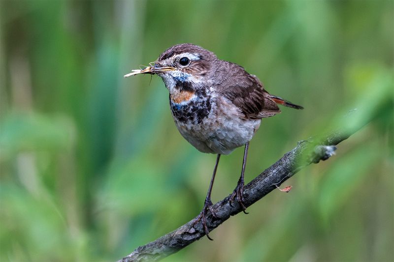 с добычей фото превью
